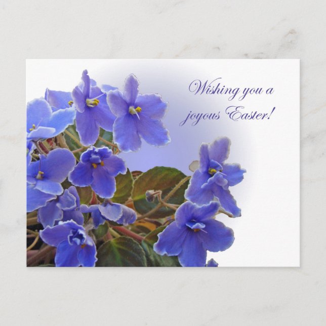Osterblaue afrikanische Violetten Feiertagspostkarte (Vorderseite)