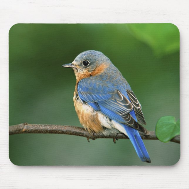 Osterblume, Sialia sialis Mousepad (Vorne)