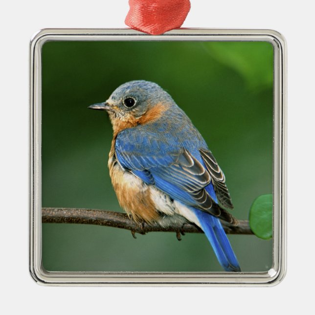 Osterblume, Sialia sialis Ornament Aus Metall (Vorne)