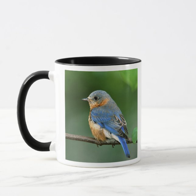 Osterblume, Sialia sialis Tasse (Links)