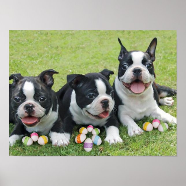 Osterbostoner Terrier Poster (Vorne)