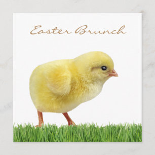 Osterbrunch-Platz 5,25 Zoll x 5,25 Zoll Einladunge Einladung