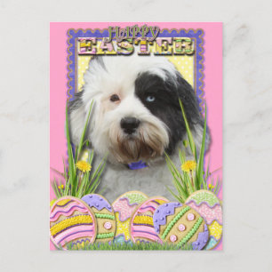 Ostereier-Cookies - Tibetischer Terrier Feiertagspostkarte
