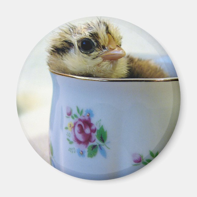 Ostereier Küken im Cup Magnet (Vorne)