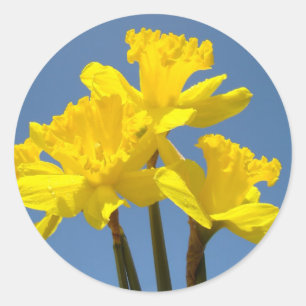 Osterglocken-Blumen-Aufkleber Gelbe Frühlings-Oste Runder Aufkleber