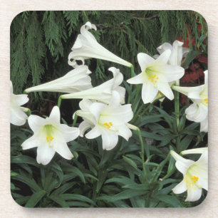 Osterglocken-Lilie (Lilium regale) Getränkeuntersetzer