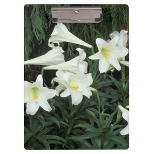 Osterglocken-Lilie (Lilium regale) Klemmbrett