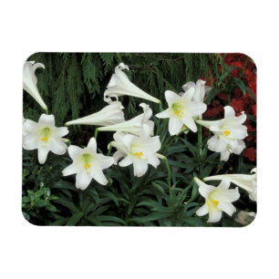 Osterglocken-Lilie (Lilium regale) Magnet