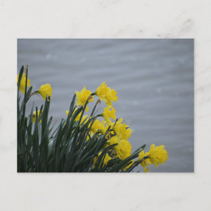Osterglocken postkarte