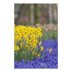Osterglocken und Traubenhyazinthen, Keukenhof Fotodruck