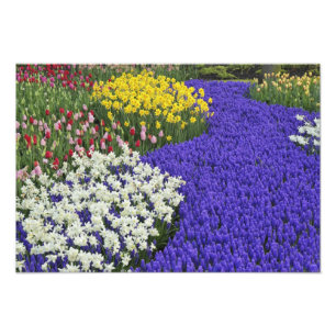 Osterglocken und Traubenhyazinthen, Keukenhof Fotodruck