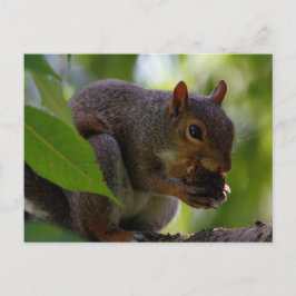 Ostergraues Eichhörnchen Eis a Nut Postkarte