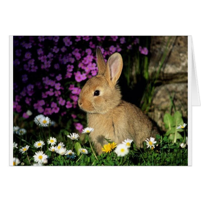 Osterhase (Vorderseite (Horizontal))