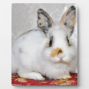 Osterhase Fotoplatte