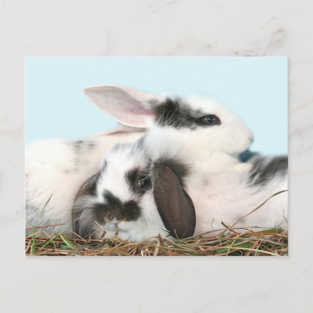 Osterhasen Feiertagspostkarte (Vorderseite)