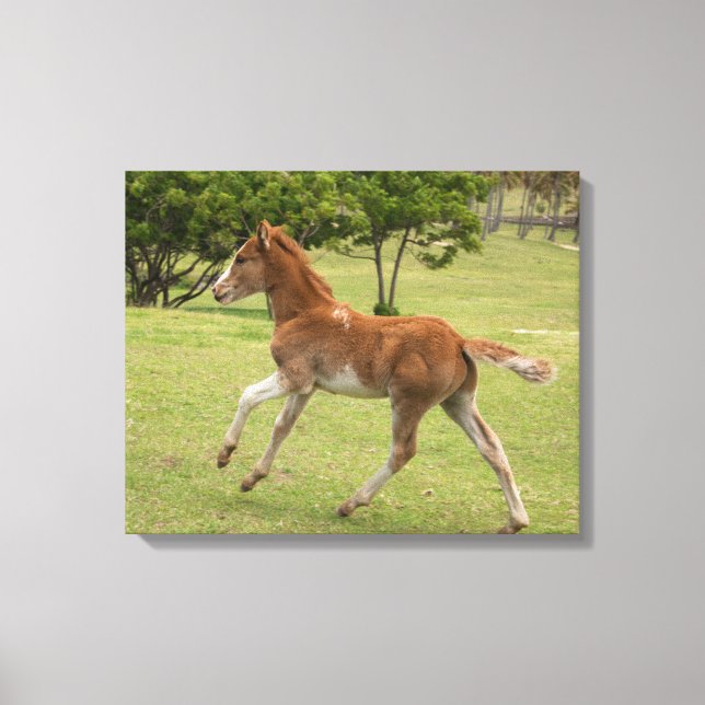 Osterinsel aka Rapa Nui Leinwanddruck (Vorderseite)