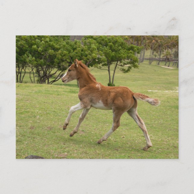 Osterinsel aka Rapa Nui Postkarte (Vorderseite)