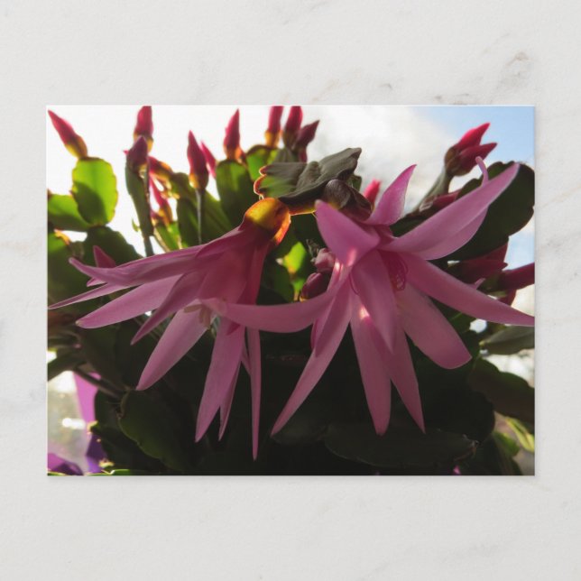 Osterkaktus Blume Pflanze Feiertagspostkarte (Vorderseite)