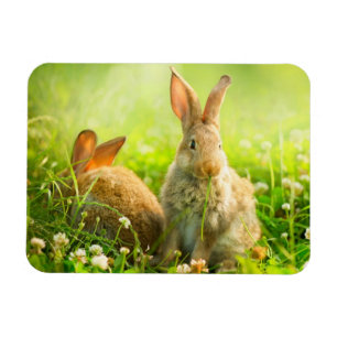 Osterkaninchen Magnet