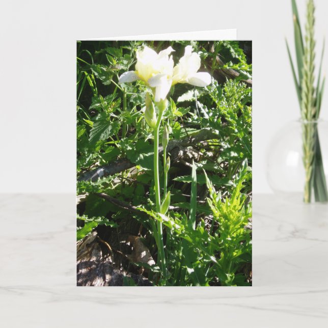 Osterkarte "Bartded Goldkist Iris" Karte (Vorderseite)