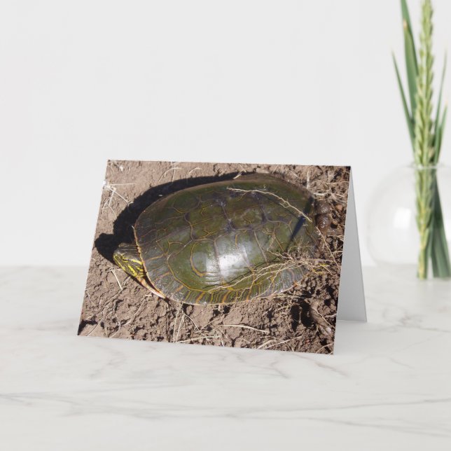 Osterkarte "Painted Turtle" Karte (Vorderseite)
