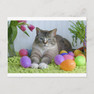 Osterkatze Feiertagspostkarte