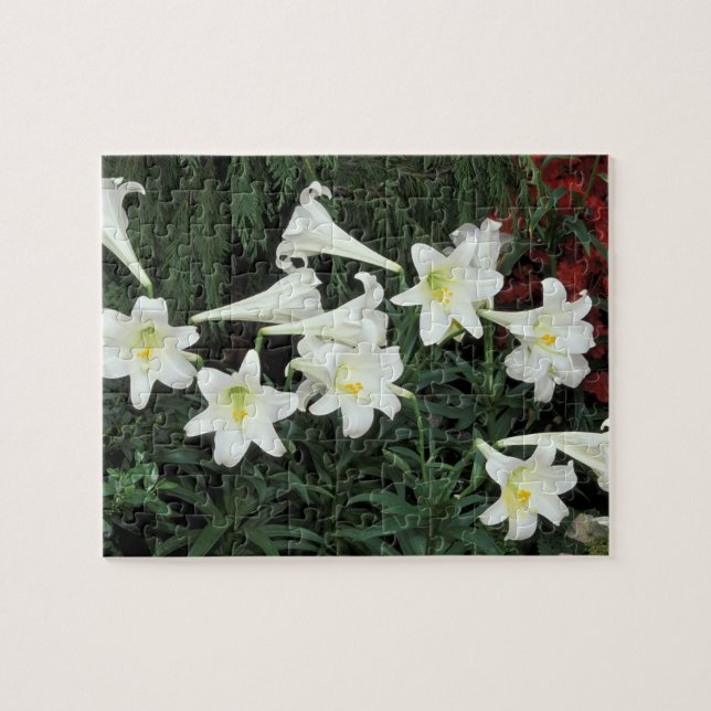 Osterlilie (Lilium regale) (Horizontal)