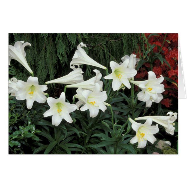 Osterlilie (Lilium regale) (Vorderseite (Horizontal))