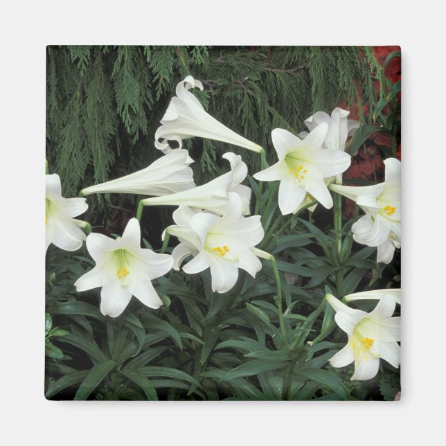 Osterlilie (Lilium regale) Magnet (Vorne)