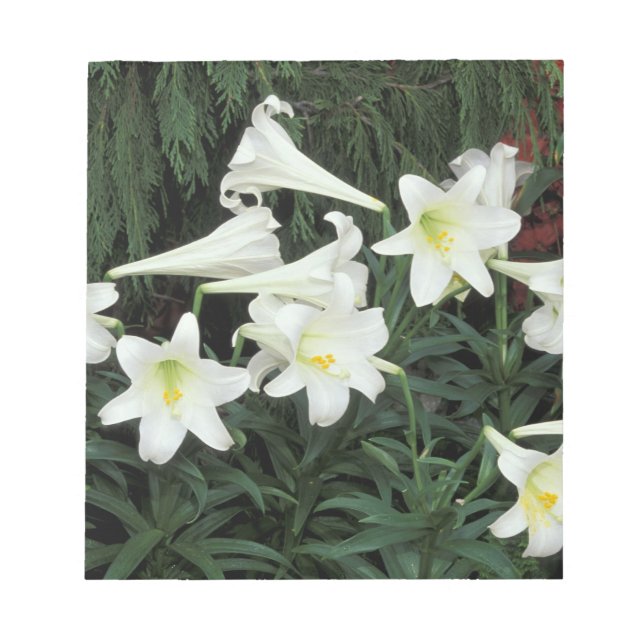 Osterlilie (Lilium regale) Notizblock (Vorderseite)
