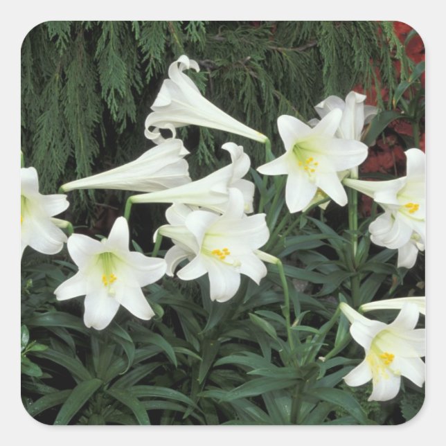Osterlilie (Lilium regale) Quadratischer Aufkleber (Vorderseite)