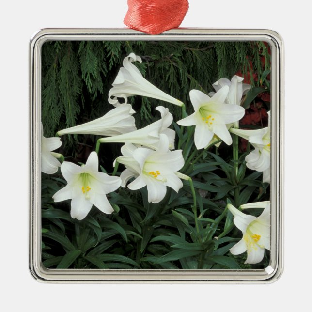 Osterlilie (Lilium regale) Silbernes Ornament (Vorne)