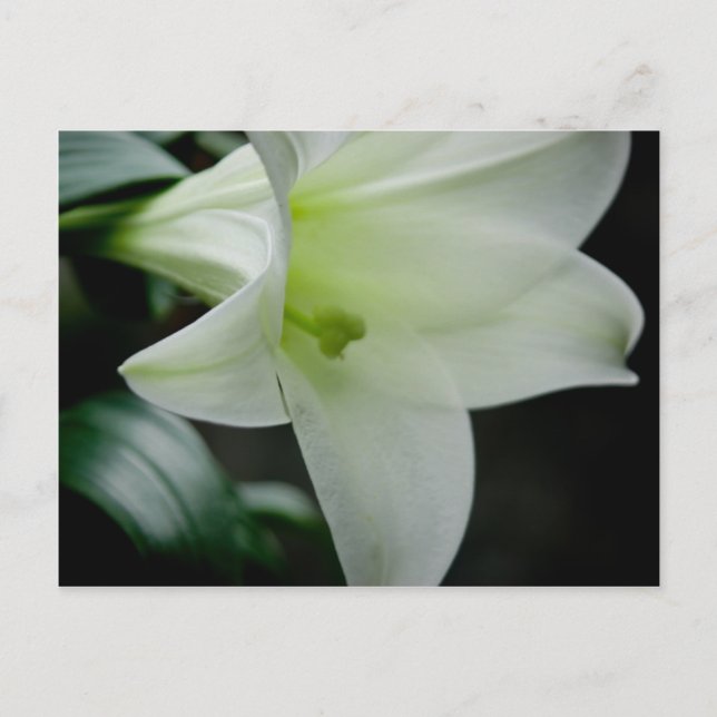 Osterlilie ・ Postkarte (Vorderseite)