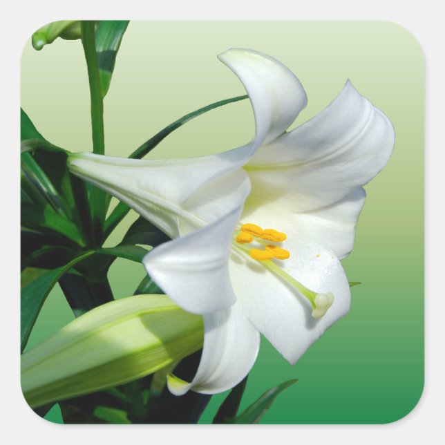 Osterlilie Quadratischer Aufkleber (Vorderseite)