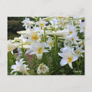 Osterlililie [Postkarte] ポ ト ド Postkarte