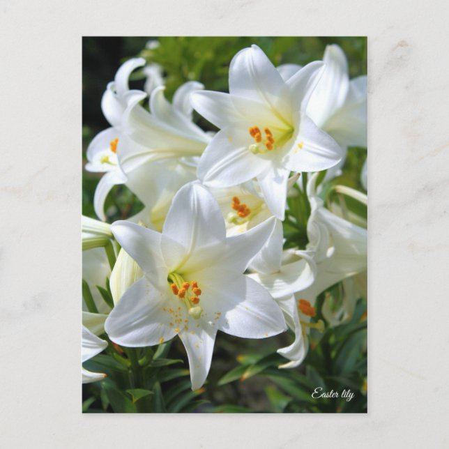 Osterlililie [Postkarte] ポ ト ド Postkarte (Vorderseite)