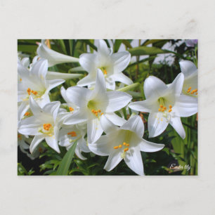 Osterlililie [Postkarte] ポ ト ド Postkarte