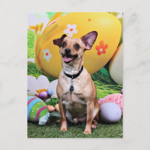 Ostern - Chipin Rockwell - Chihuahua Rambo Feiertagspostkarte