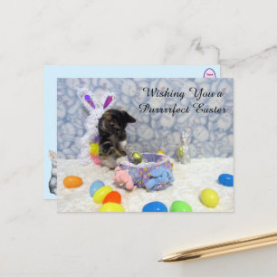 Ostern des Bandit - Katze / Kätzchen Ostern Postka Feiertagspostkarte