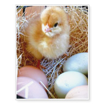 Ostern-Küken in der Korb-vorübergehenden