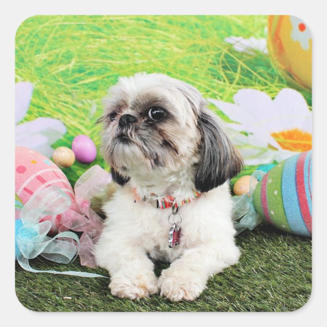 Ostern - Shih Tzu - Sophie Quadratischer Aufkleber (Vorderseite)