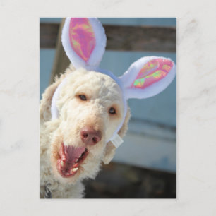 OsterOllie Feiertagspostkarte