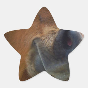 Osterpferd Stern-Aufkleber