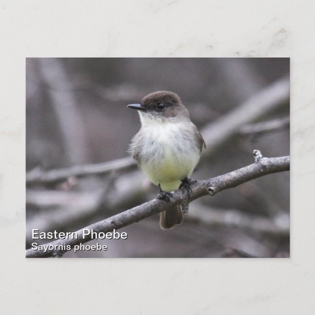 OsterPhoebe Postkarte (Vorderseite)