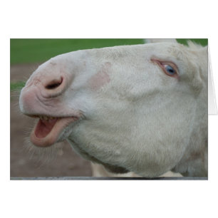 Österreich-Ungarischer Weißer Donkey