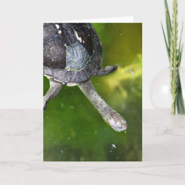 Osterschildkröte Feiertagskarte (Vorderseite)