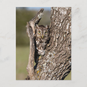 Osterschnecke Postkarte