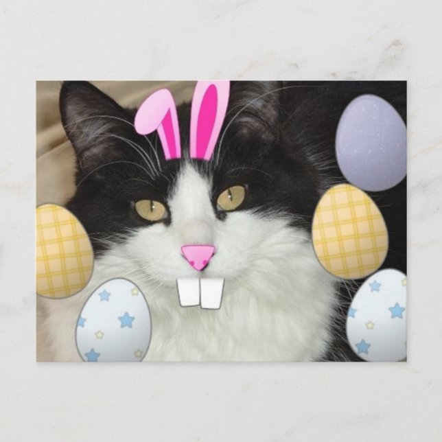 Osterschwarz-weiße Katze Feiertagspostkarte (Vorderseite)