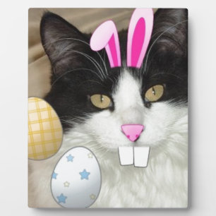 Osterschwarz-weiße Katze Fotoplatte