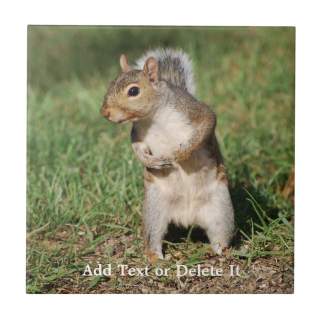 Ostgrau-Eichhörnchenfliese Fliese (Vorderseite)